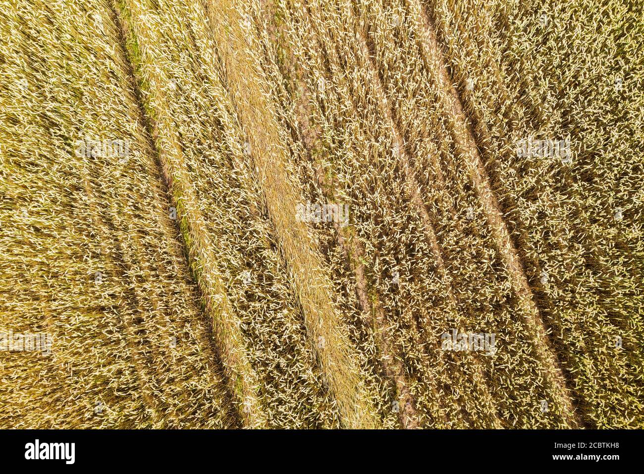 épis de blé mûrs d'or au champ pendant la récolte. paysage agricole d'été. vue par drone Banque D'Images