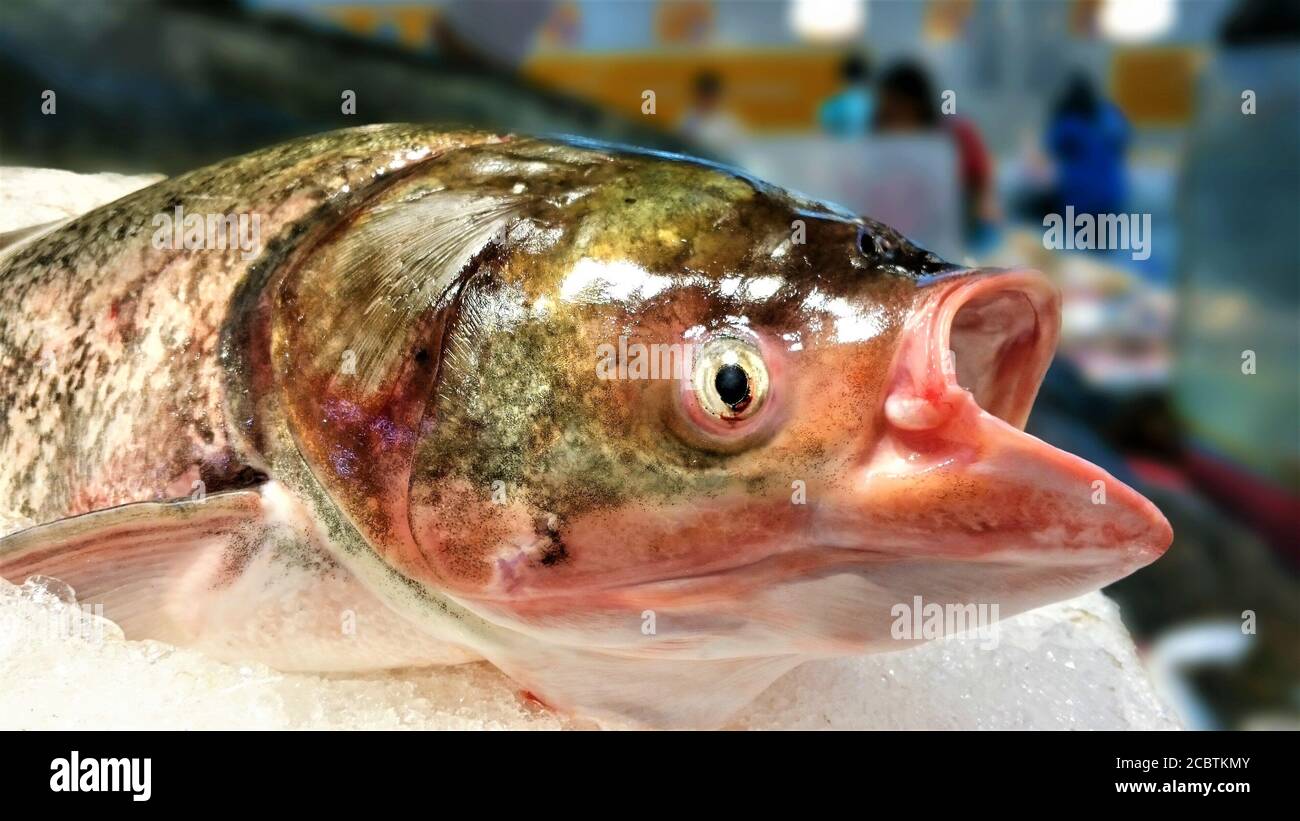 Poisson frais cru sur glace au supermarché Banque D'Images
