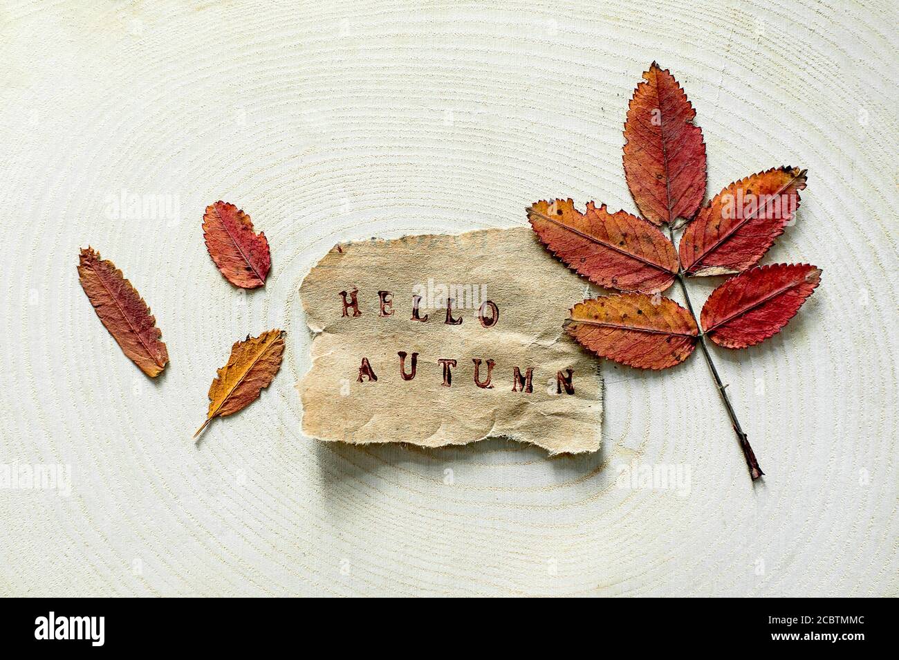 Étiquette en papier déchiré avec les mots Hello Autumn sur fond de bois naturel. Feuille d'automne colorée sur le fond Banque D'Images