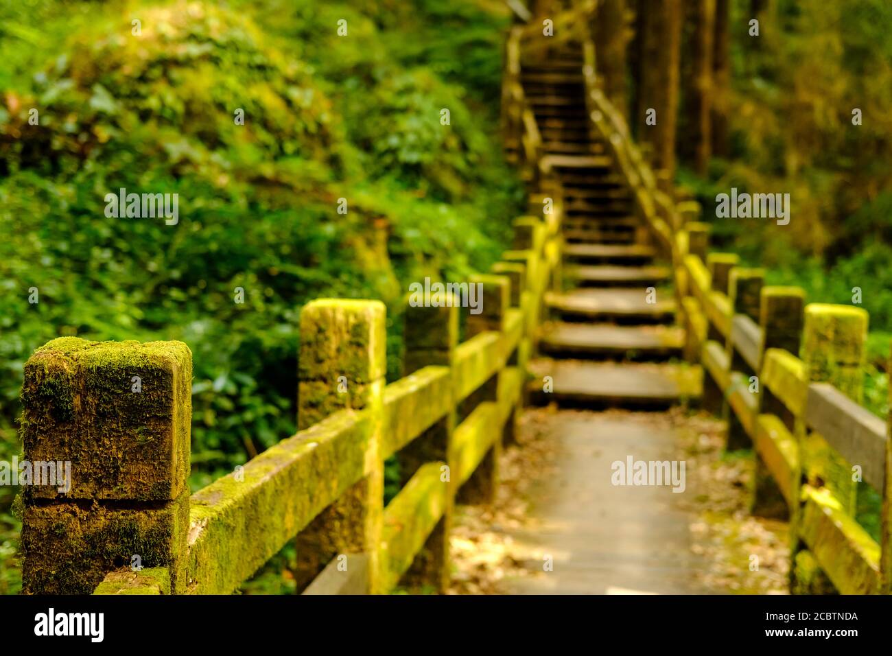 Sentiers battus dans une forêt Banque D'Images