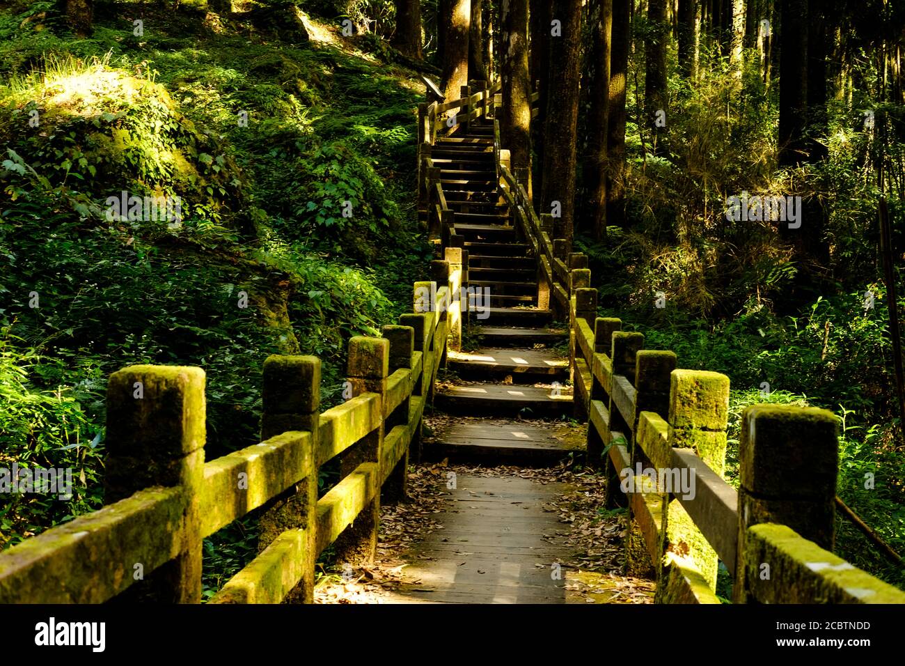 Sentiers battus dans une forêt Banque D'Images