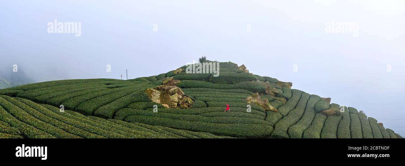 Femme au sommet rouge appréciant la vue matinale de la plantation de thé et des montagnes à l'arrière-plan à Alishan, Taiwan Banque D'Images