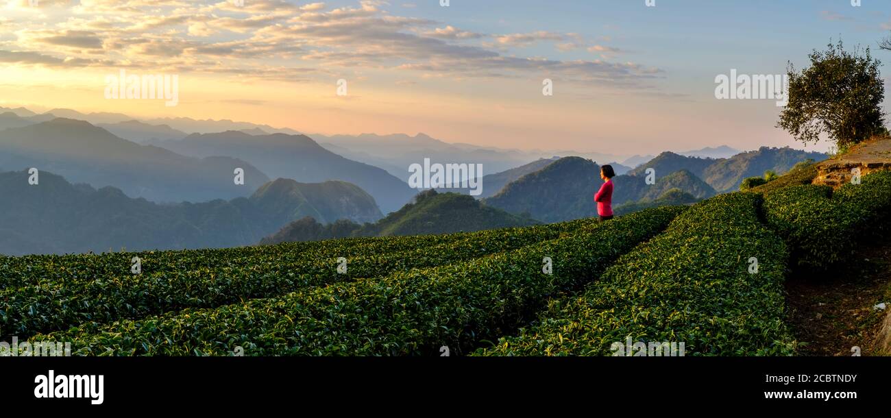 Femme au sommet rouge appréciant la vue matinale de la plantation de thé et des montagnes à l'arrière-plan à Alishan, Taiwan Banque D'Images