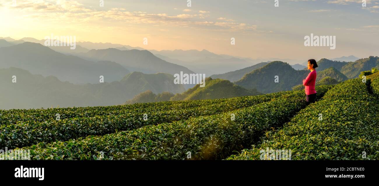 Femme au sommet rouge appréciant la vue matinale de la plantation de thé et des montagnes à l'arrière-plan à Alishan, Taiwan Banque D'Images