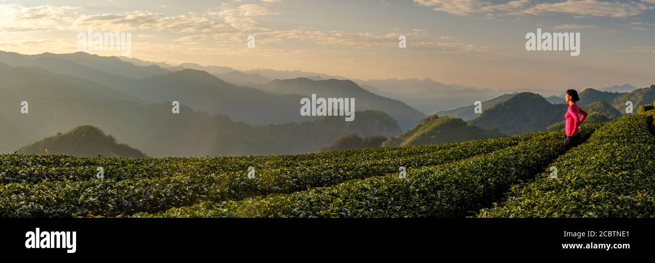 Femme au sommet rouge appréciant la vue matinale de la plantation de thé et des montagnes à l'arrière-plan à Alishan, Taiwan Banque D'Images