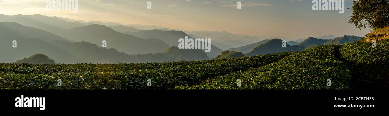 Plantation de thé dans les montagnes d'Alishan à Taïwan Banque D'Images