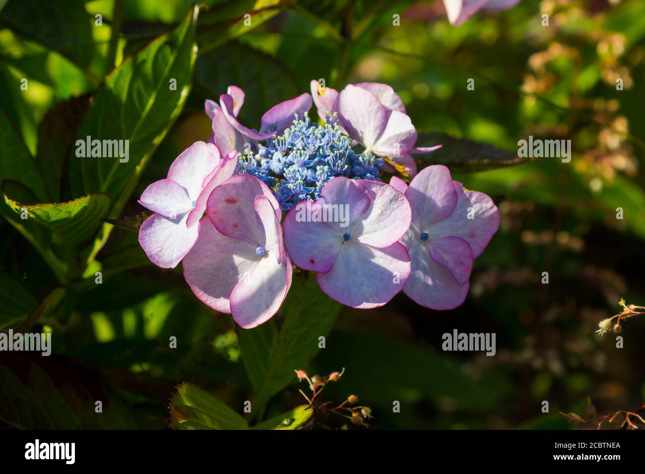 Août 2020 UNE variété de lacecap Hydrangea macrophylla inconnue s'épanouissant Un jardin privé à Bangor Irlande du Nord Royaume-Uni Banque D'Images