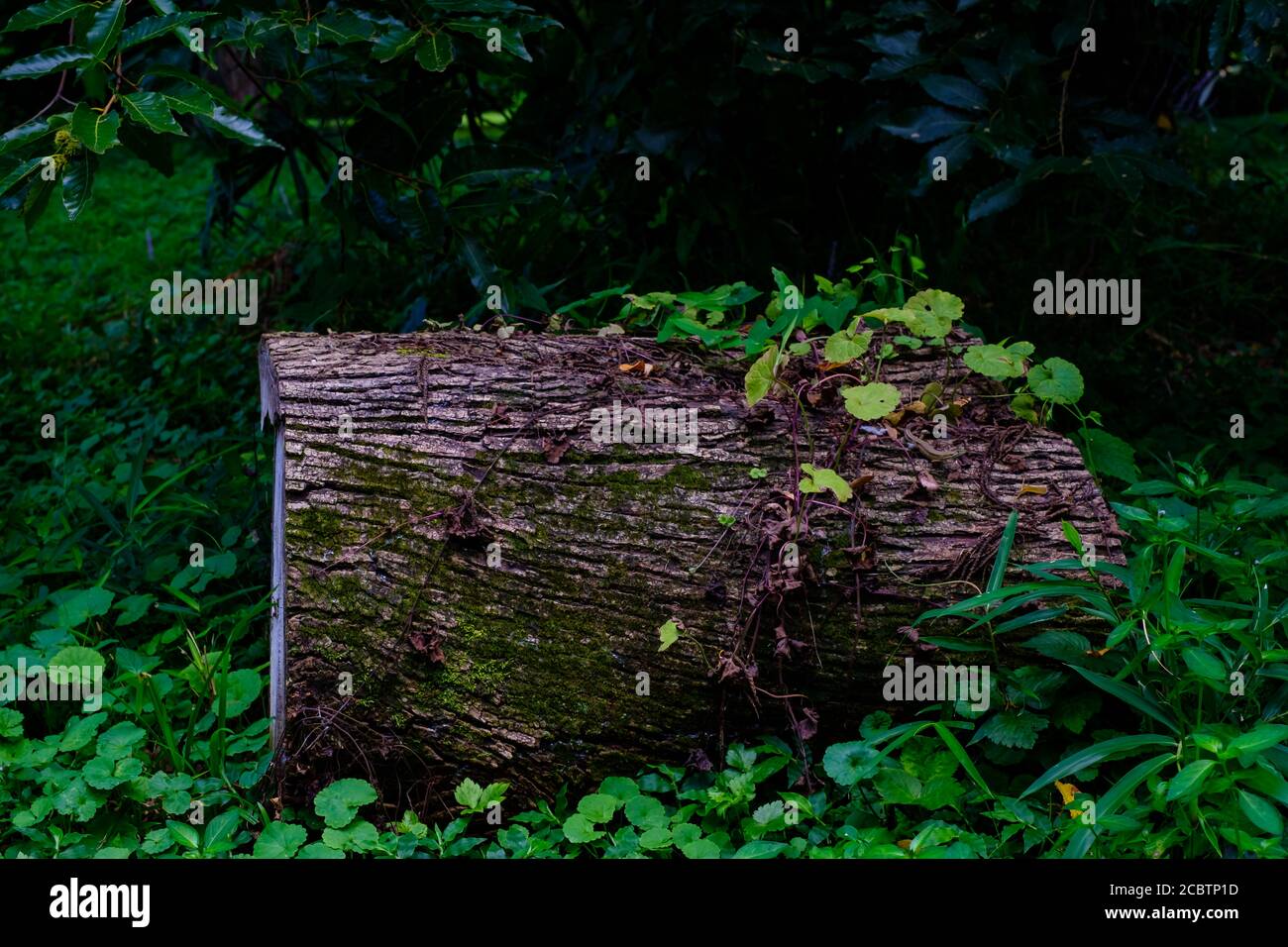 Bois abattu dans la forêt Banque D'Images
