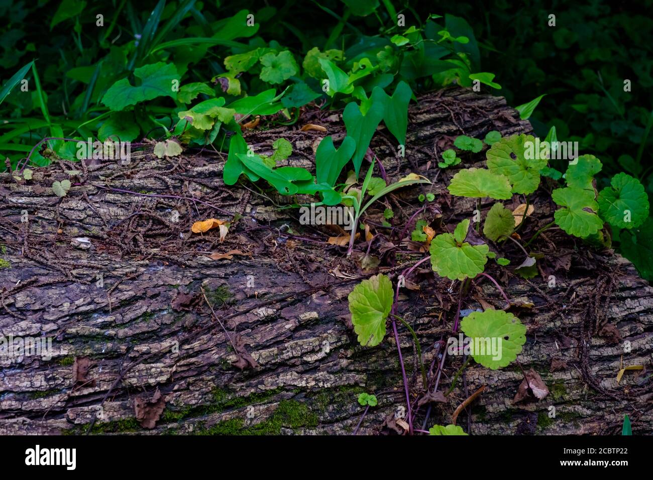 Bois abattu dans la forêt Banque D'Images