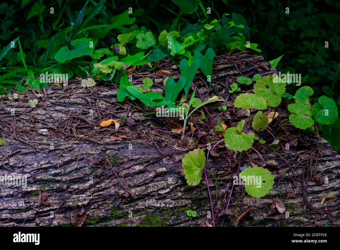 Bois abattu dans la forêt Banque D'Images