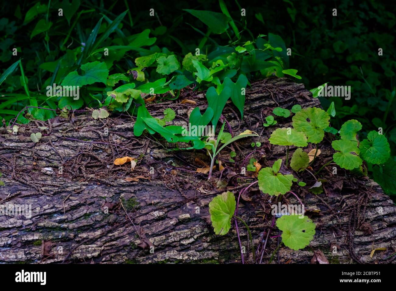 Bois abattu dans la forêt Banque D'Images