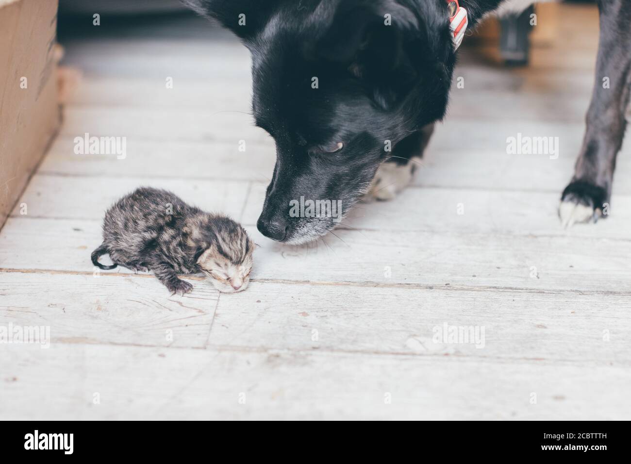 Chien noir qui prend un petit nouveau-né tabby chaton et qui tente d'aider - adoption, diversité, cohabitation, charité et concept de soutien Banque D'Images