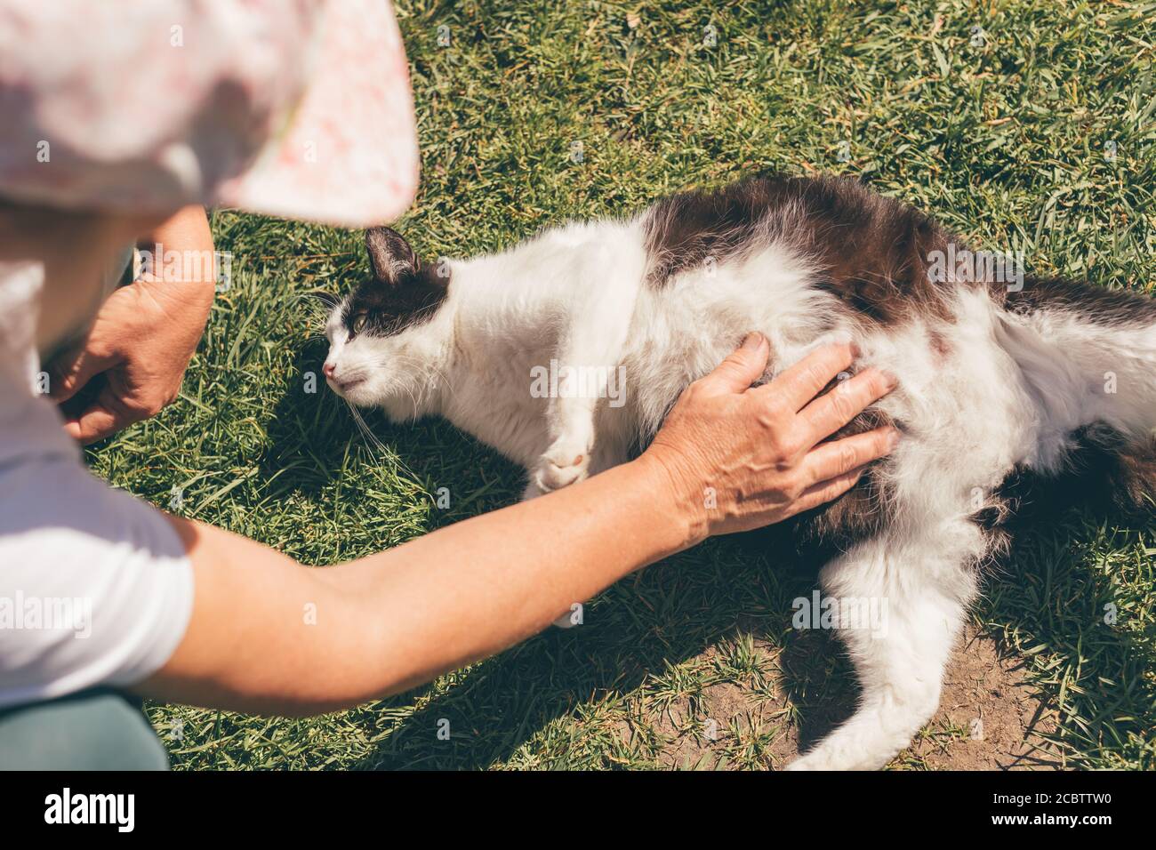 Chat enceinte allongé sur l'herbe tout en peetting propriétaire et en examinant son ventre. Banque D'Images