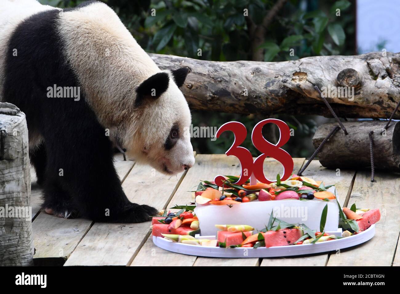 Chongqing. 16 août 2020. Le panda géant Xinxing apprécie son gâteau d'anniversaire spécial au zoo de Chongqing, dans la municipalité de Chongqing, dans le sud-ouest de la Chine, le 16 août 2020. La célébrité du zoo, « granny panda », a 38 ans dimanche, ce qui équivaut à 110-150 années humaines. Credit: Tang Yi/Xinhua/Alay Live News Banque D'Images