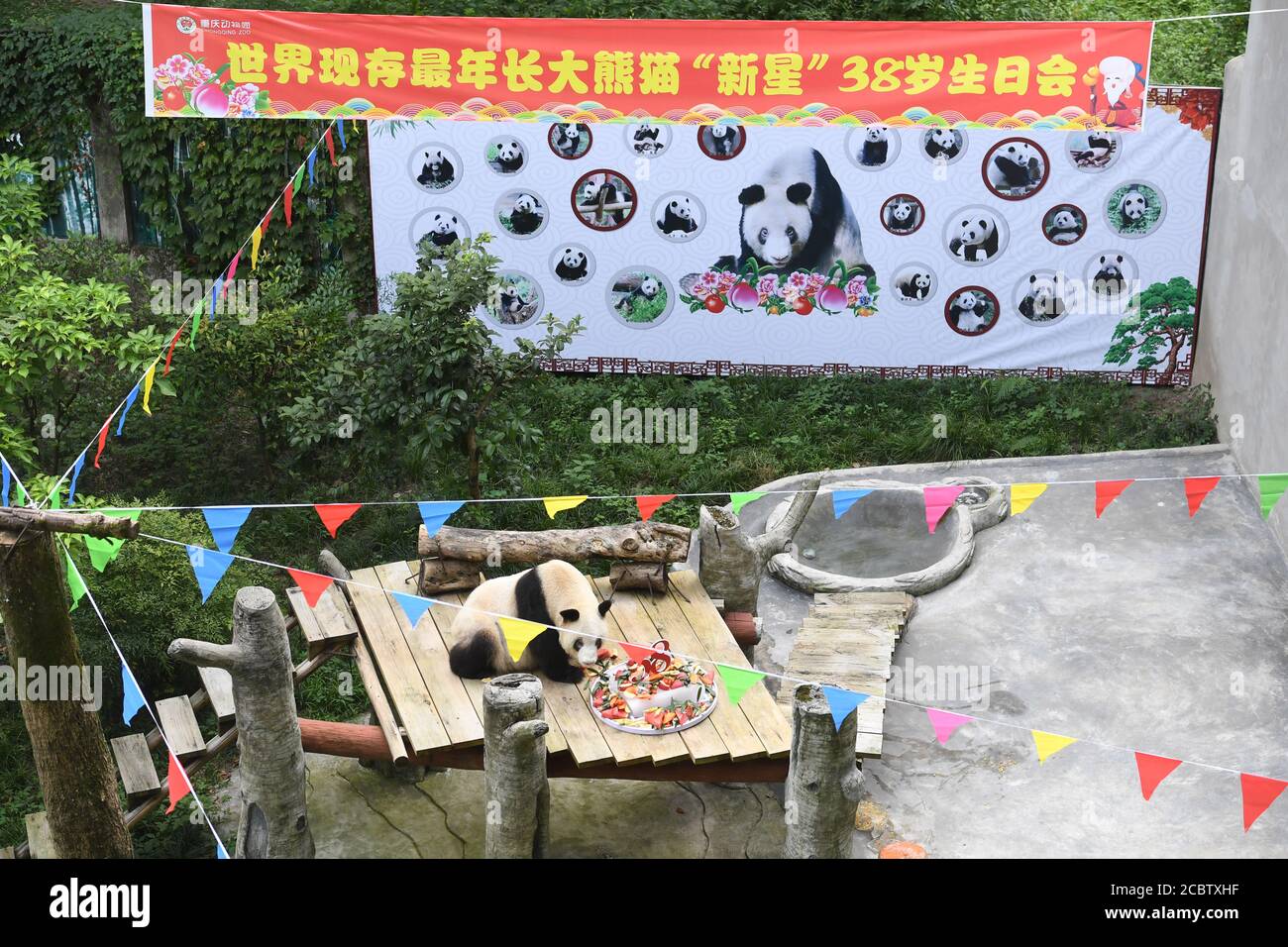 Chongqing. 16 août 2020. Le panda géant Xinxing apprécie son gâteau d'anniversaire spécial au zoo de Chongqing, dans la municipalité de Chongqing, dans le sud-ouest de la Chine, le 16 août 2020. La célébrité du zoo, « granny panda », a 38 ans dimanche, ce qui équivaut à 110-150 années humaines. Credit: Tang Yi/Xinhua/Alay Live News Banque D'Images