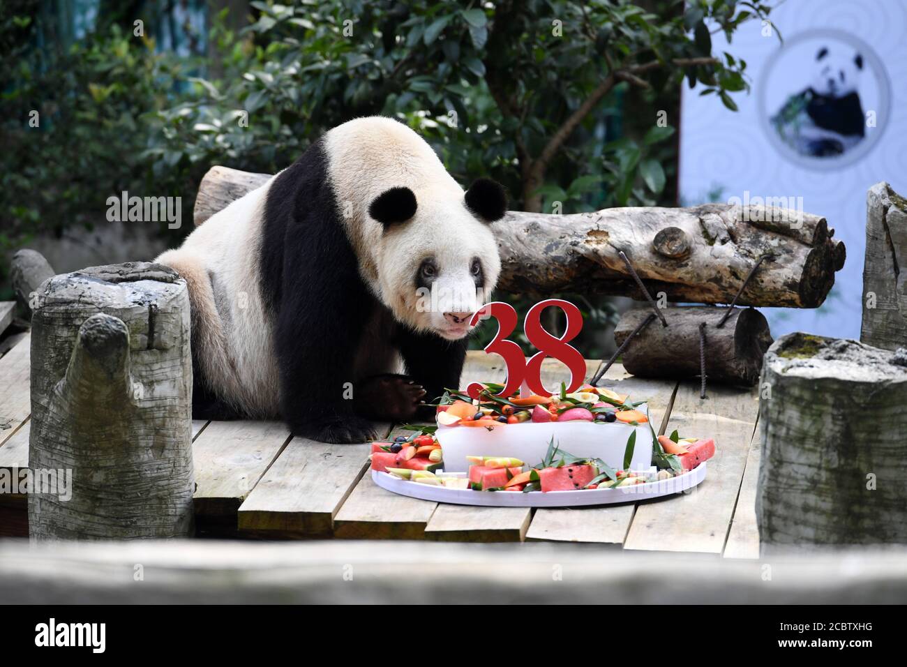 Chongqing. 16 août 2020. Le panda géant Xinxing apprécie son gâteau d'anniversaire spécial au zoo de Chongqing, dans la municipalité de Chongqing, dans le sud-ouest de la Chine, le 16 août 2020. La célébrité du zoo, « granny panda », a 38 ans dimanche, ce qui équivaut à 110-150 années humaines. Credit: Tang Yi/Xinhua/Alay Live News Banque D'Images