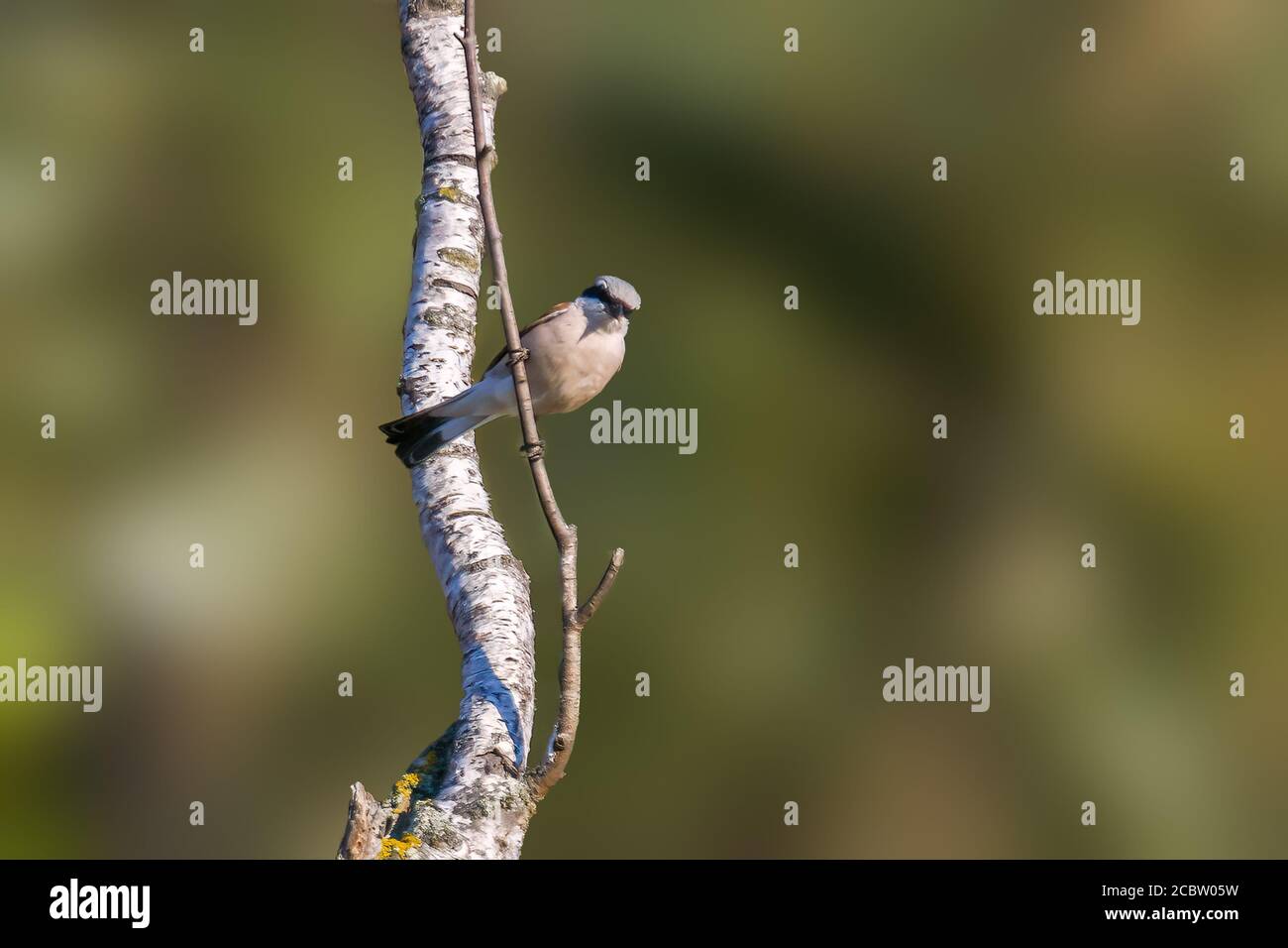 une crevette rouge sur une branche dans la nature Banque D'Images
