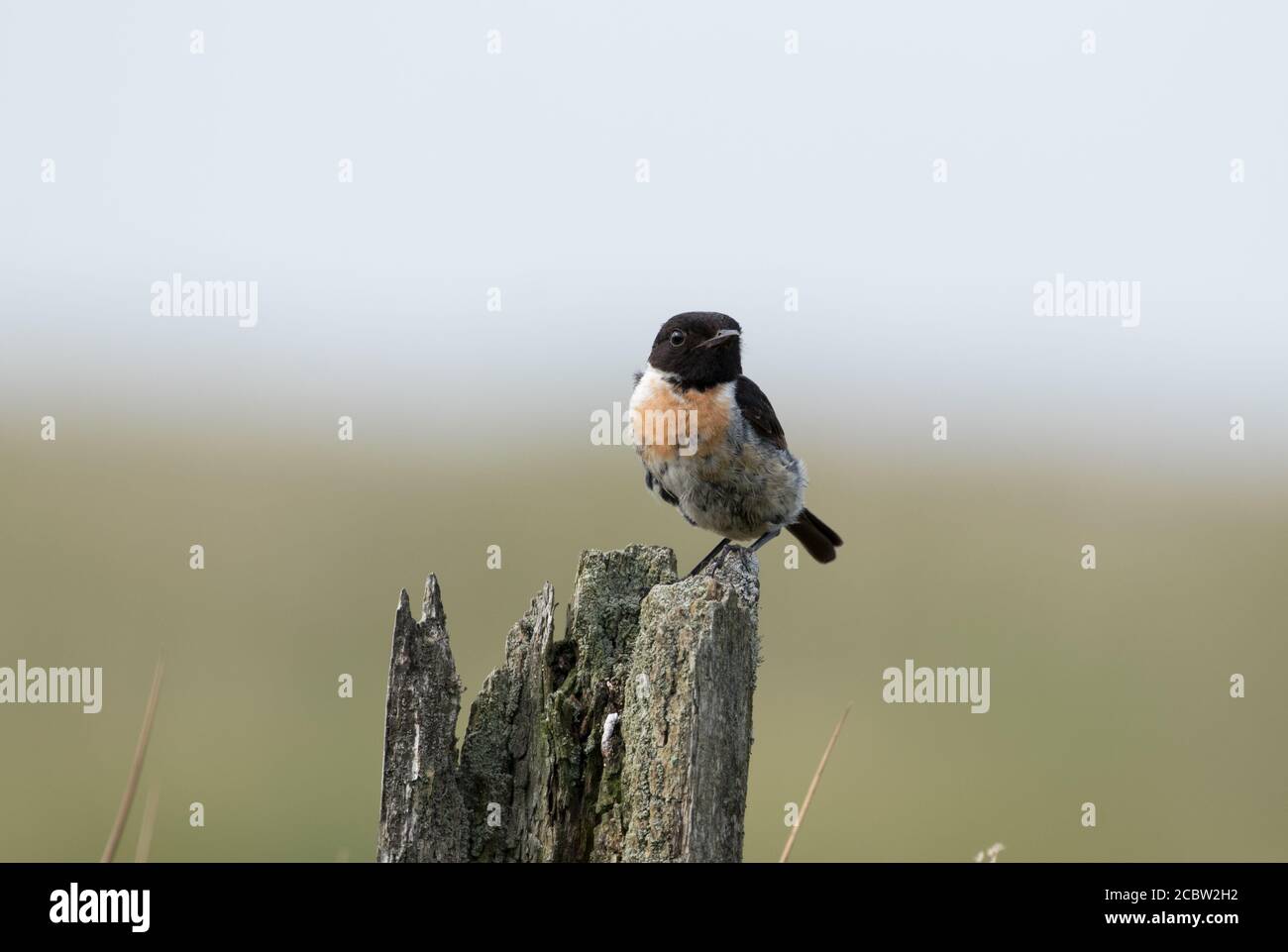 Stonechat sur un fil barbelé à KEX Gill Moor Banque D'Images