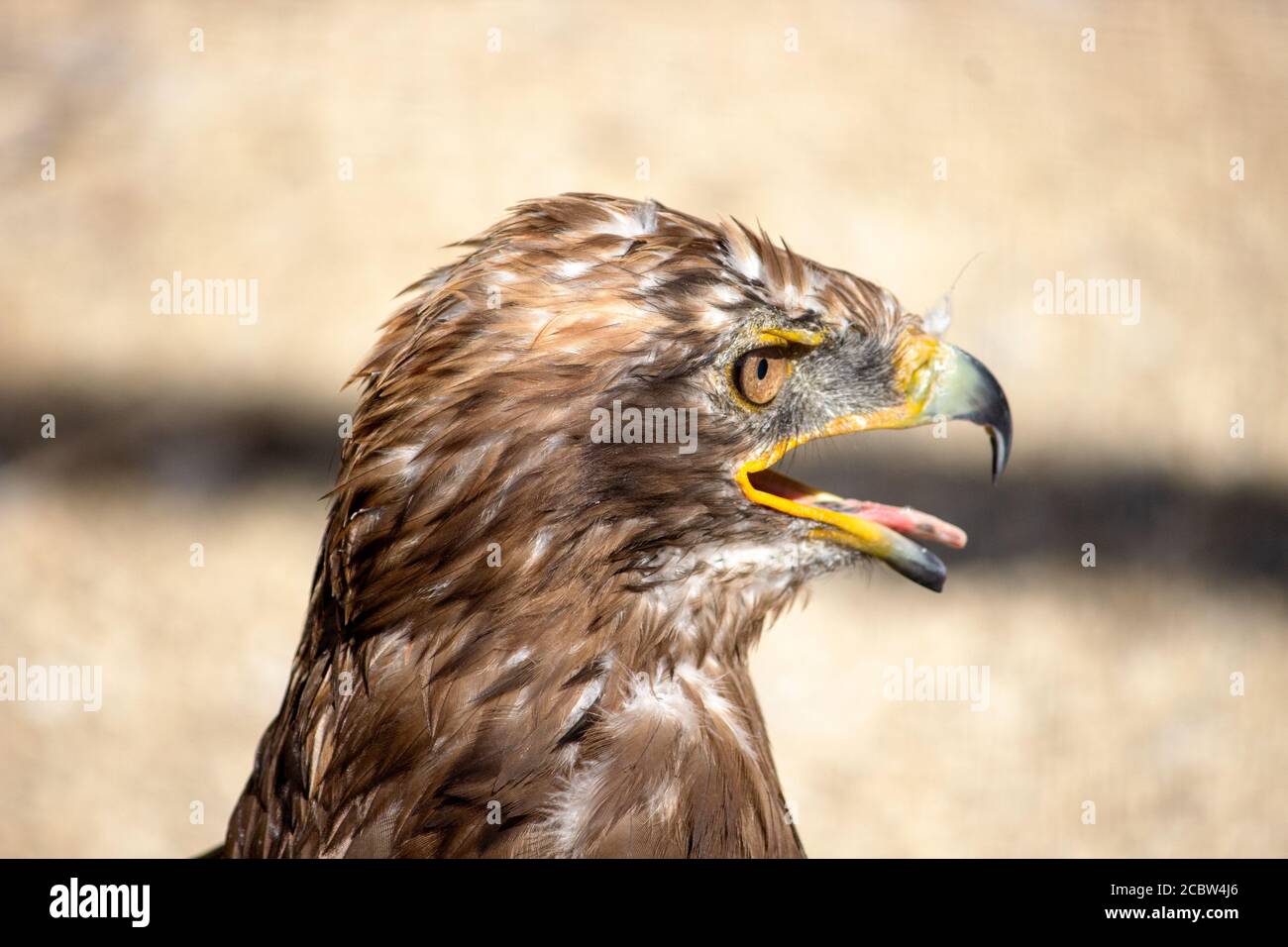 La tête d'un aigle à queue blanche, Haliaeetus albicilla, est une très grande espèce d'aigle de mer largement répartie dans toute l'Eurasie tempérée Banque D'Images