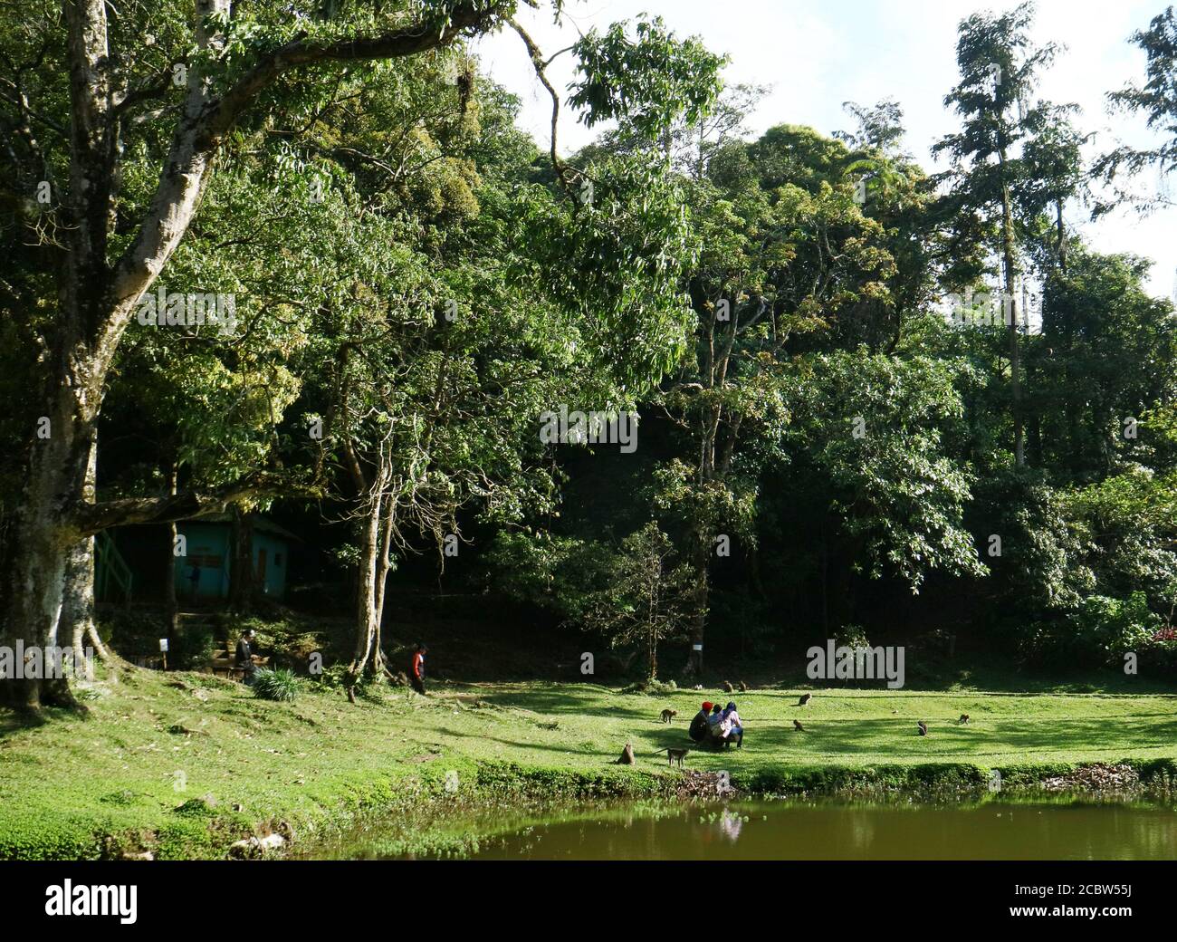 Singe cynomolgus ou macaque mangeant du crabe à Telawa Warna (lac Warna) à Puncak, Bogor, West Java, Indonésie. Banque D'Images