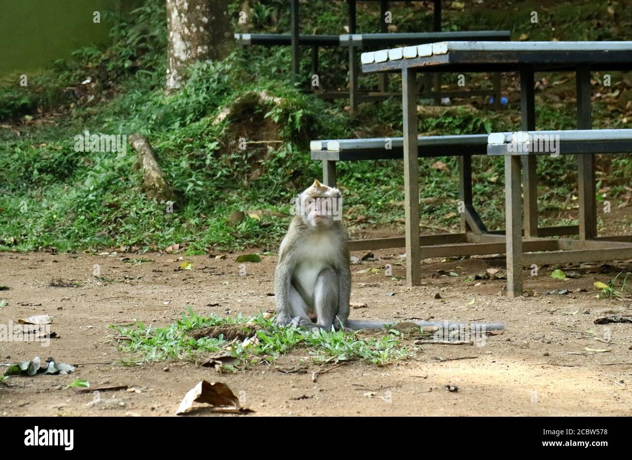 Singe cynomolgus ou macaque mangeant du crabe à Telawa Warna (lac Warna) à Puncak, Bogor, West Java, Indonésie. Banque D'Images