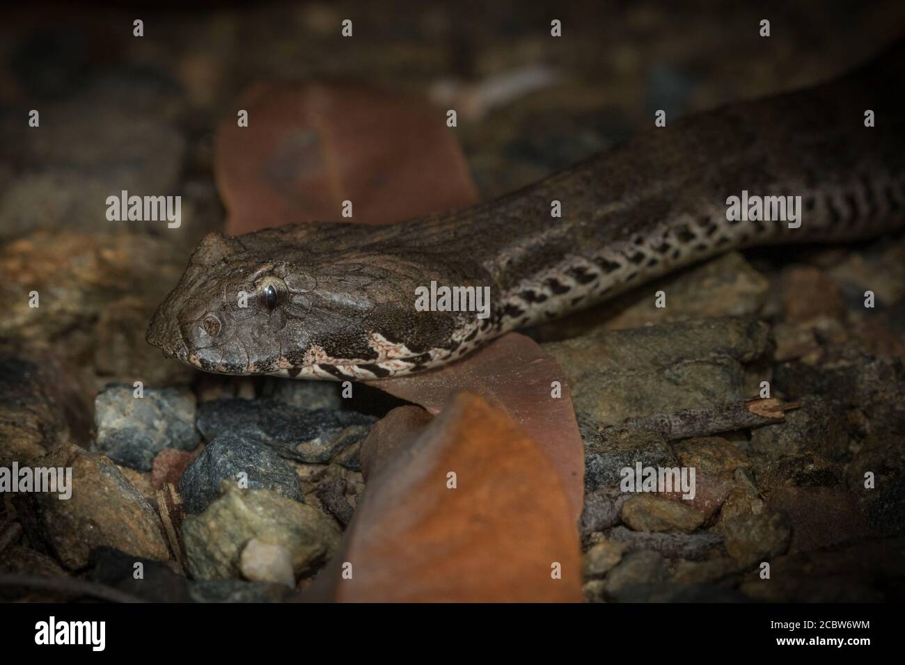 L'additionneur de mort du Nord (Acanthophis praelongus), une espèce dangereusement venimeuse de serpent lapidé trouvée dans le nord de l'Australie et en Papouasie-Nouvelle-Guinée. Banque D'Images