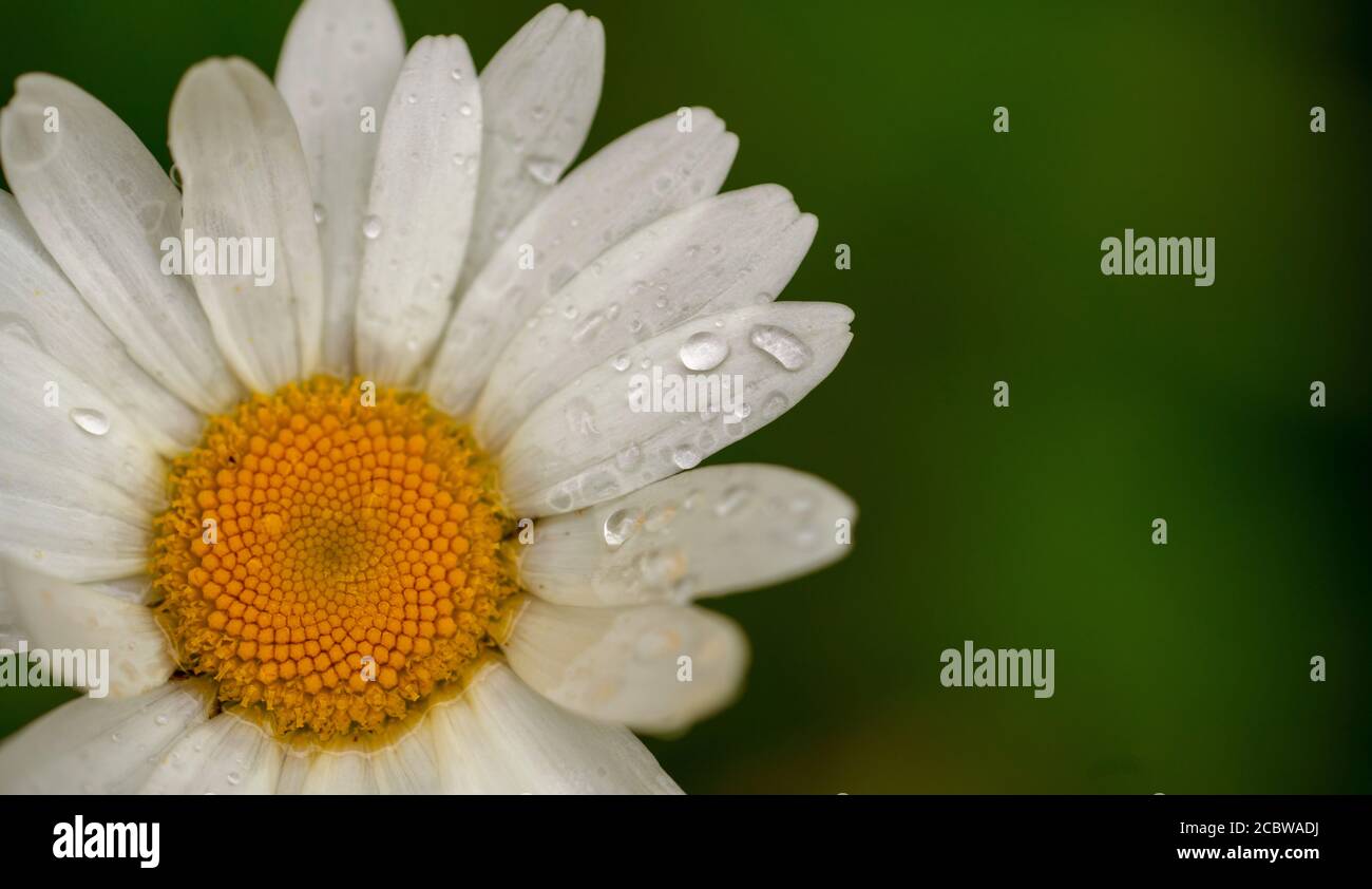 Gros plan d'une fleur blanche avec gouttes de pluie Banque D'Images
