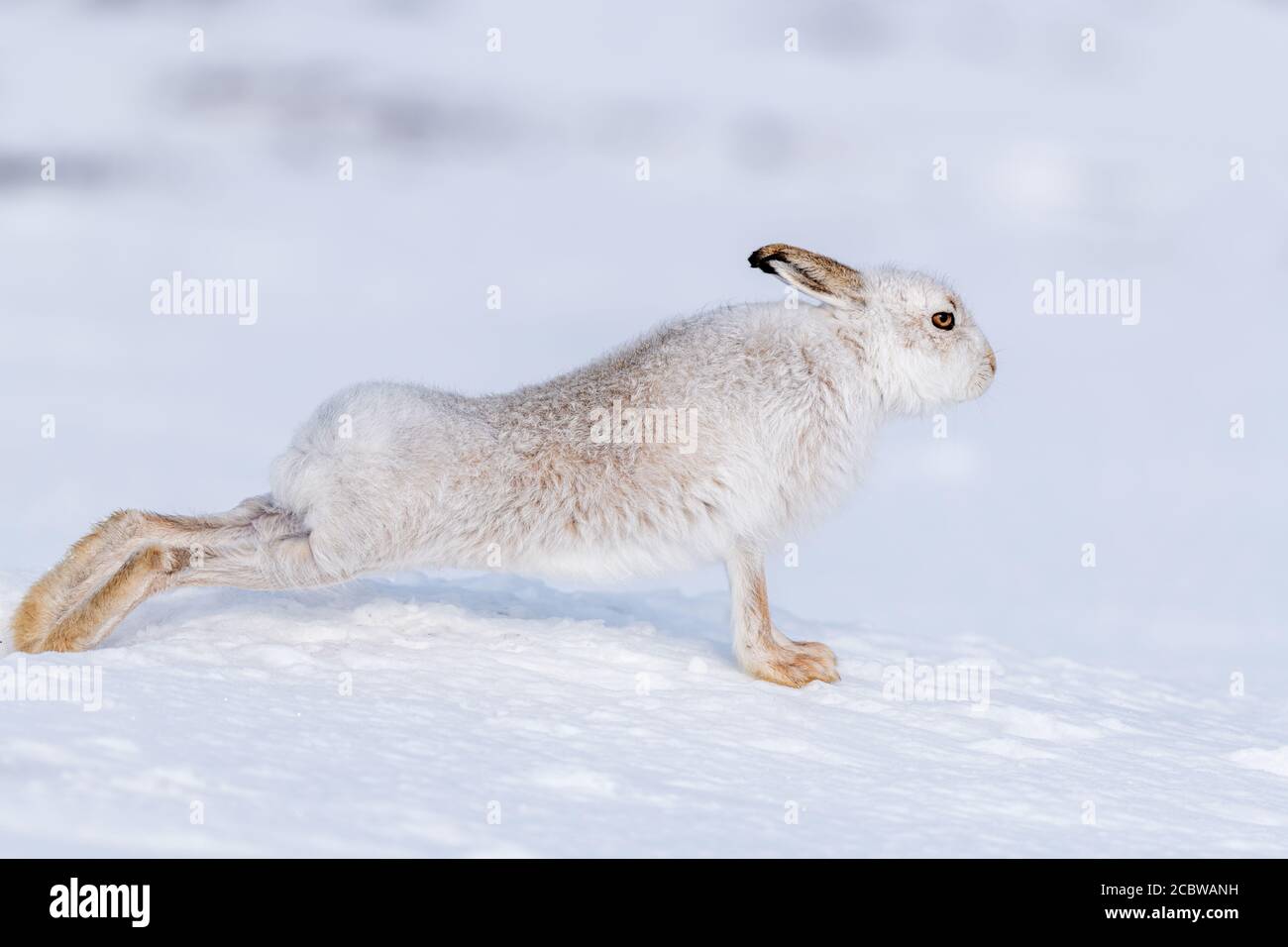 Lièvre d'Amérique (lepus timidus) en pleine étirement sur la neige Banque D'Images