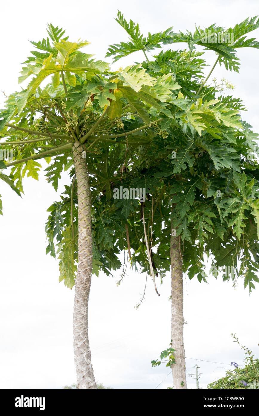 Grands pawpaw mâles / papayes avec fleurs, vue sur les arbres Photo Stock -  Alamy