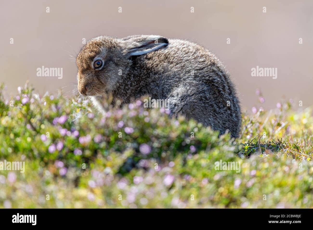 Lièvre (lepus timidus) léveret dans les Highlands écossais Banque D'Images