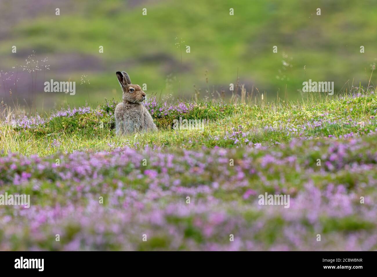 Lièvre d'Amérique (lepus timidus) en été, assis sur une lande couverte de bruyère fleurie Banque D'Images