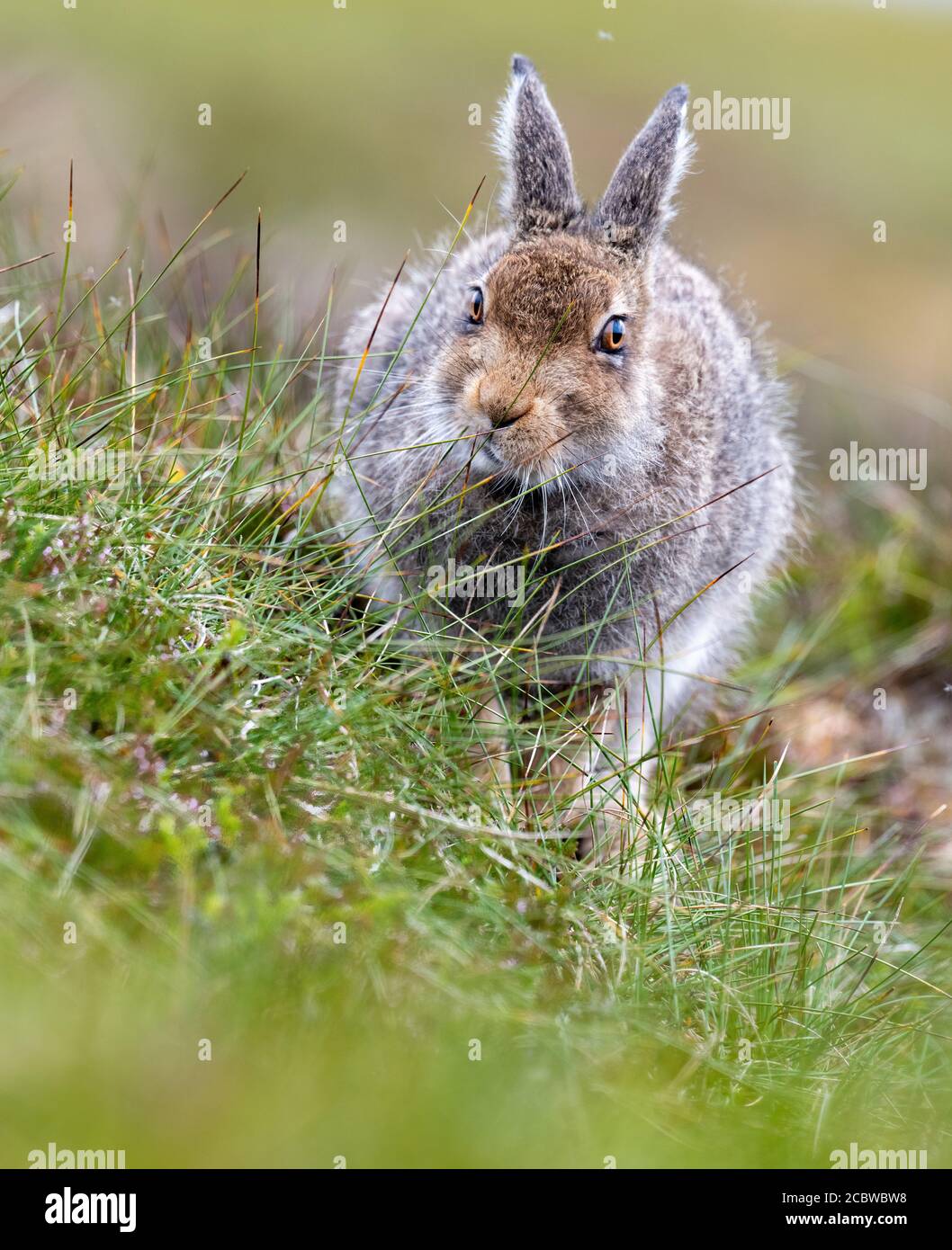 Lièvre (lepus timidus) paître sur le bruyère et l'herbe Banque D'Images