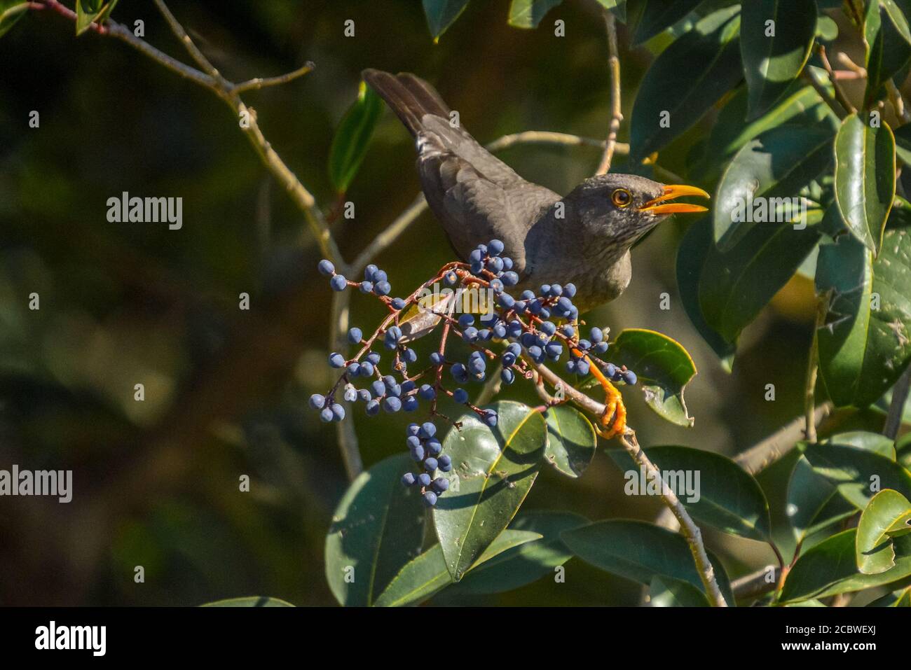 Oiseau de grive d'olive perché sur un arbre de sureau connu sous le nom Turdus olivaceus dans le jardin Banque D'Images