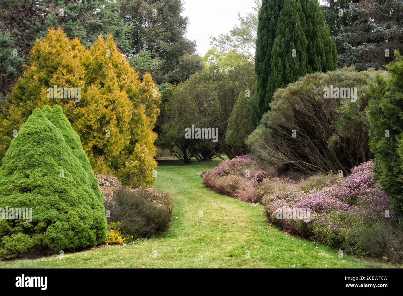 Arbustes et conifères soigneusement disposés dans les jardins d'Exbury, Hampshire. Banque D'Images