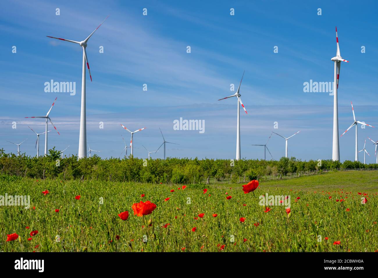 Éoliennes et fleurs de pavot vues en Allemagne Banque D'Images