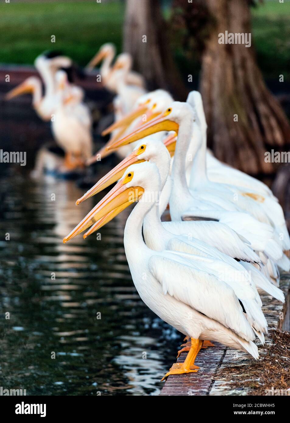 Rangée d'plecans au lac Mortan, Lakeland, Floride, USA. Banque D'Images