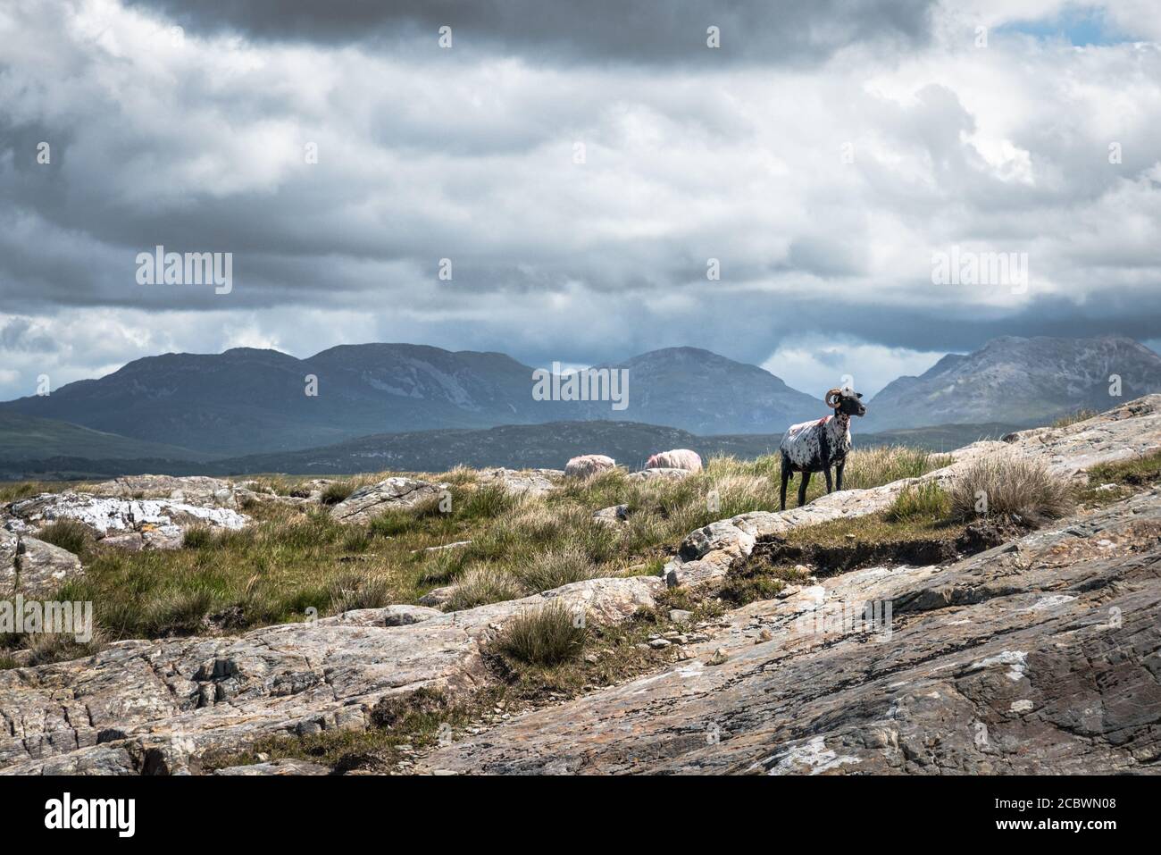 Des moutons se râper dans les montagnes du Connemara Irlande Banque D'Images