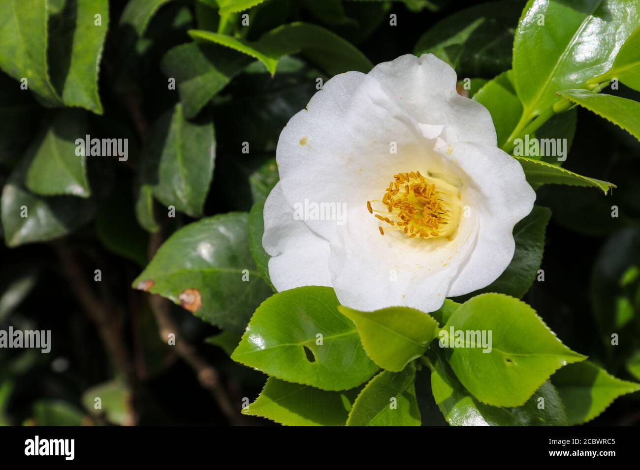Belle fleur de camélia dans le jardin au printemps Banque D'Images