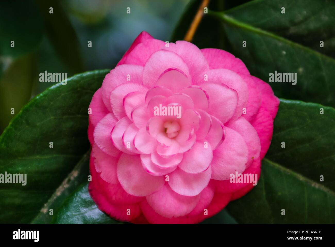 Belle fleur de camélia dans le jardin au printemps Banque D'Images