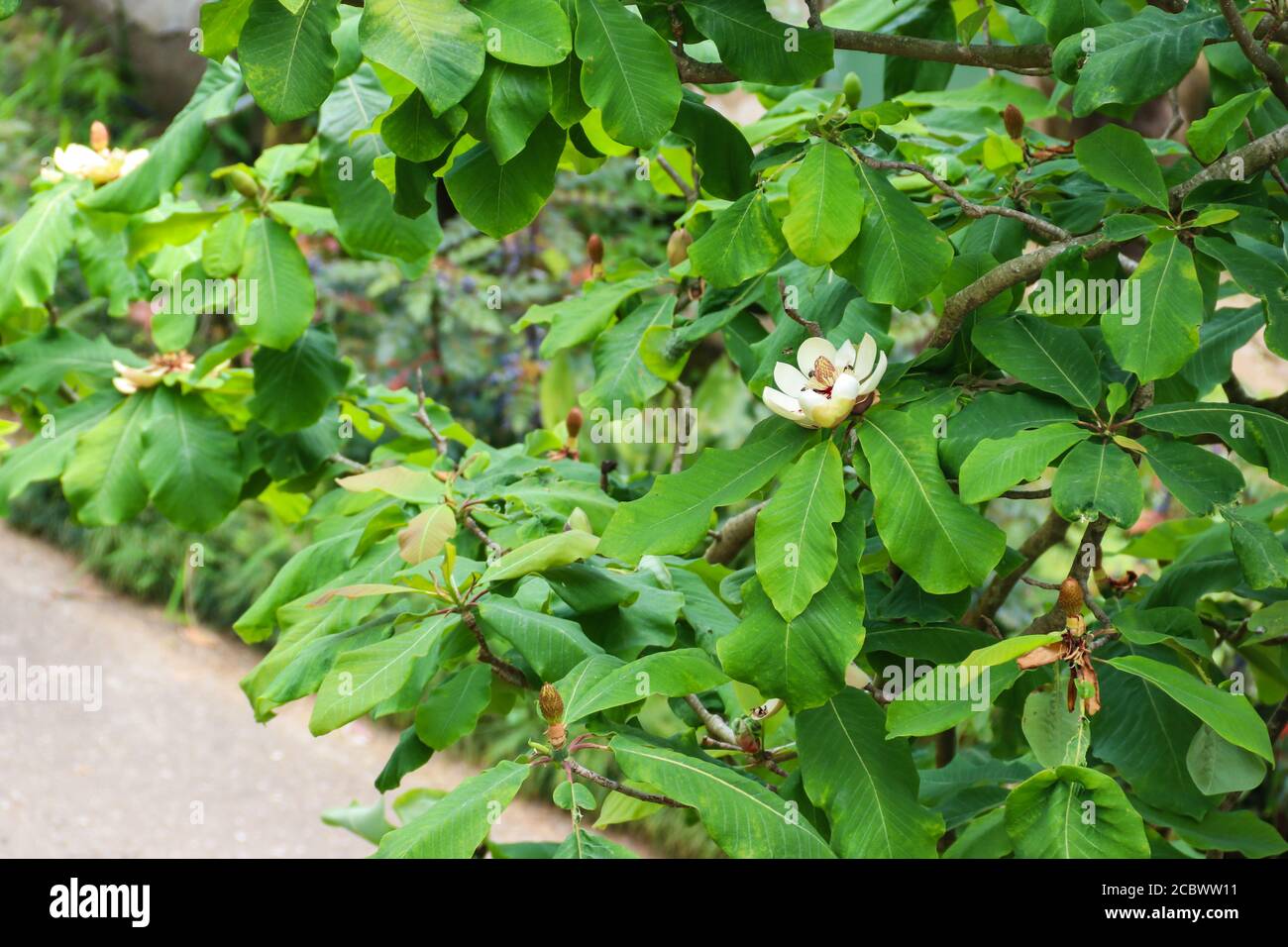 Belles fleurs de Magnolia grandiflora (Magnolia du sud ou Bull Bay) Banque D'Images