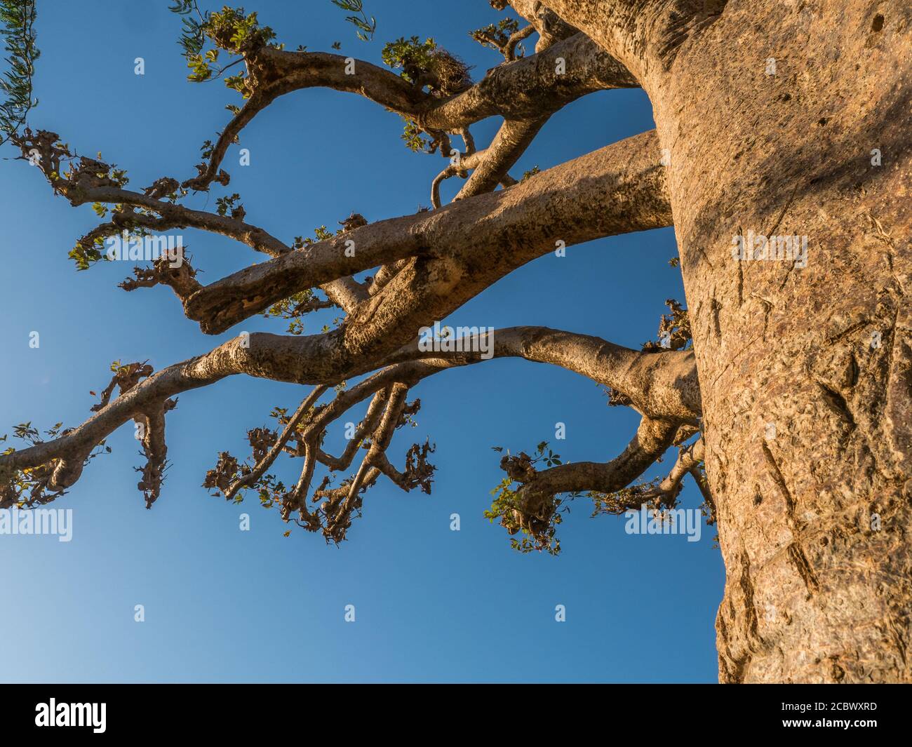 Immense baobab au coucher du soleil. Arbre du bonheur, Sénégal. Afrique Banque D'Images