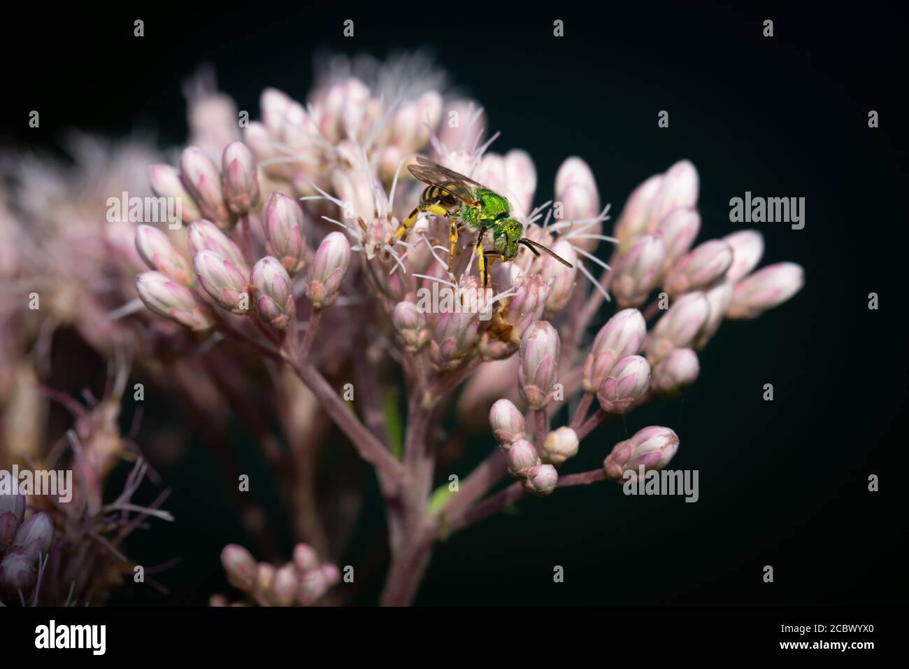 Une abeille bicolore à la sueur et à rayures fourmille de nectar sur des fleurs Joe Pyeweed en fleurs aux îles Dufferin, à Niagara Falls, au Canada. Banque D'Images