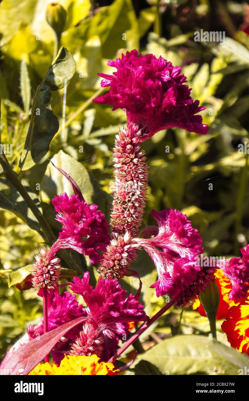 Belle fleur rose sur le jardin. Banque D'Images