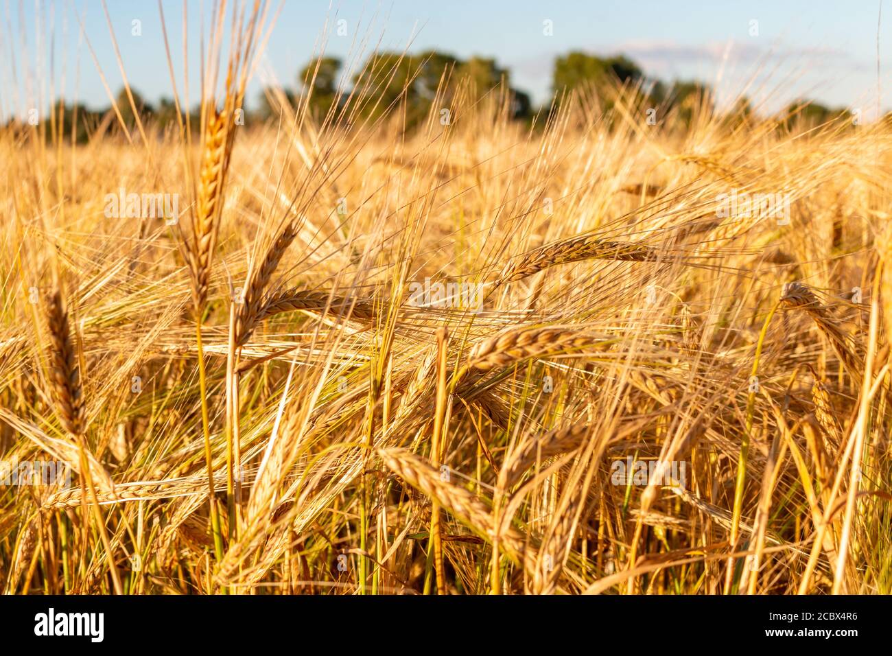 Épillets de blé, champs de blé, agriculture, village russe Banque D'Images