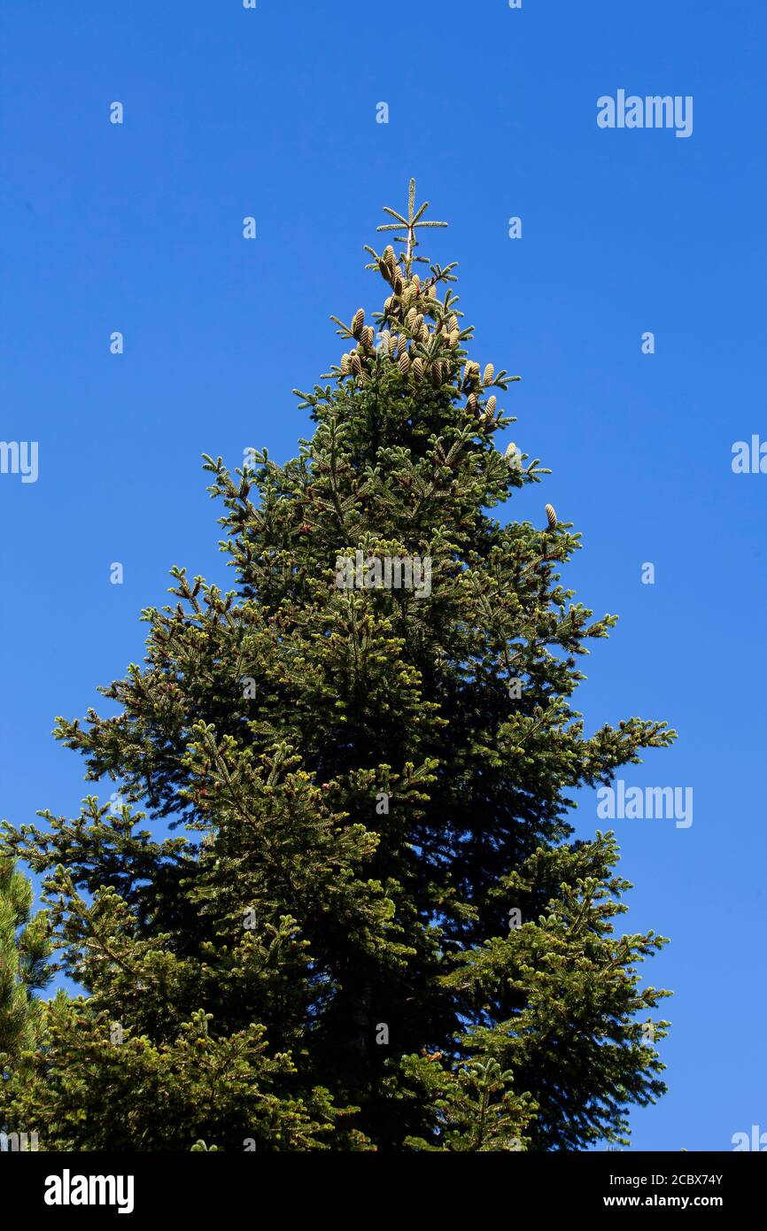 Le sapin, le pin, une espèce d'arbre endémique pour la fête de Noël dans la montagne Ida. IDA Mountain a des plantes et des arbres endémiques .Turquie Banque D'Images