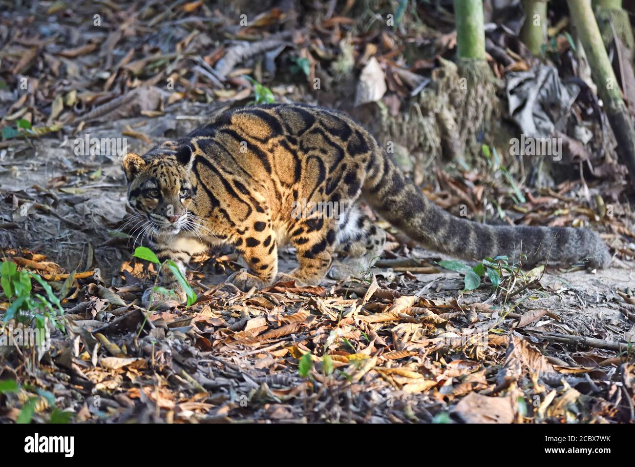 Léopard trouble (Neofelis nebulosa) à la chasse Banque D'Images