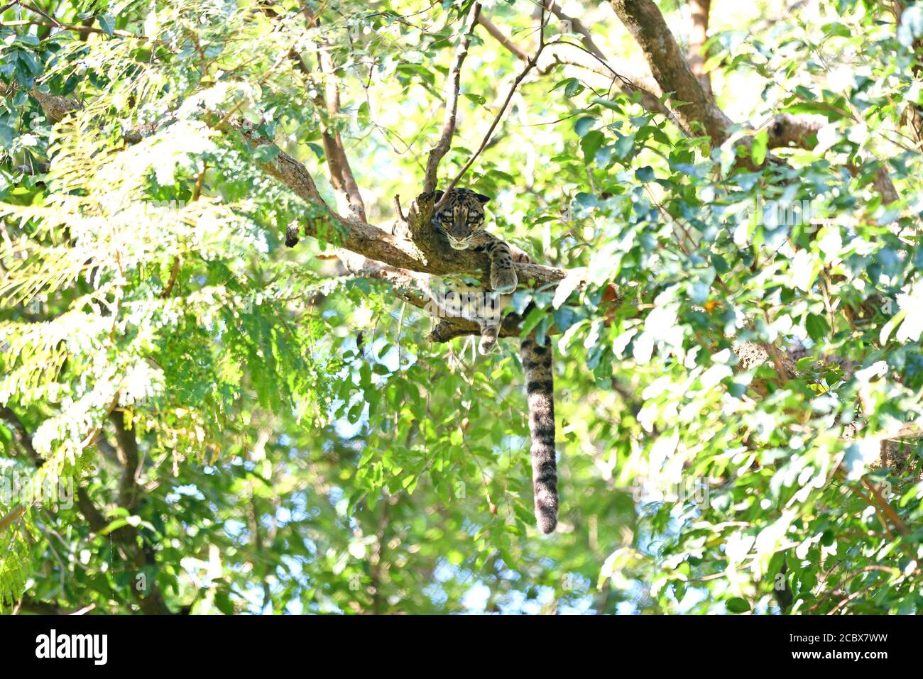 Léopard nuageux (Neofelis nebulosa) reposant dans l'arbre Banque D'Images