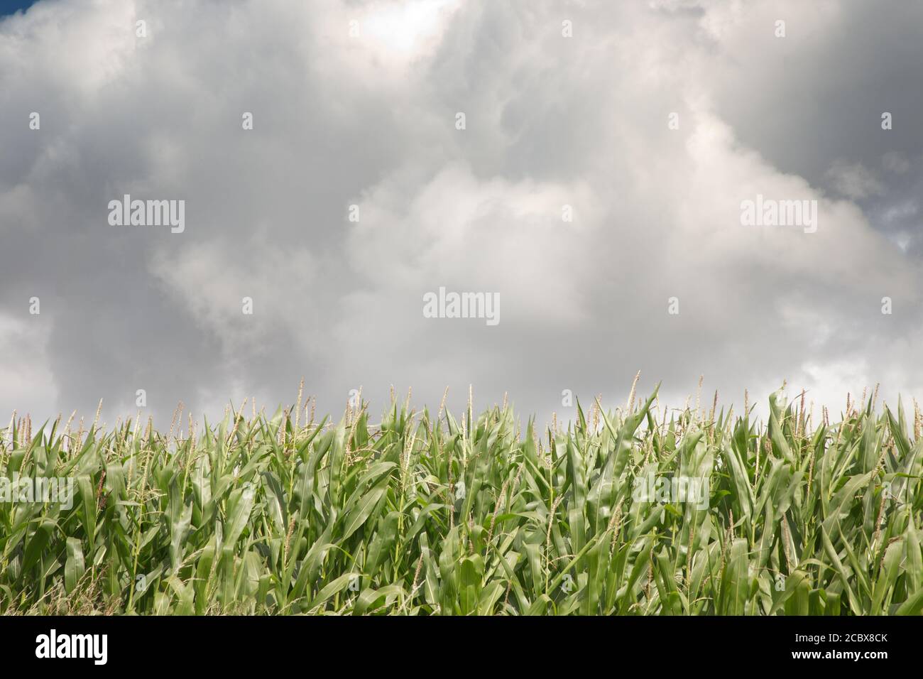 rangée de maïs doux contre la ligne d'horizon sur un ciel nuageux jour Banque D'Images