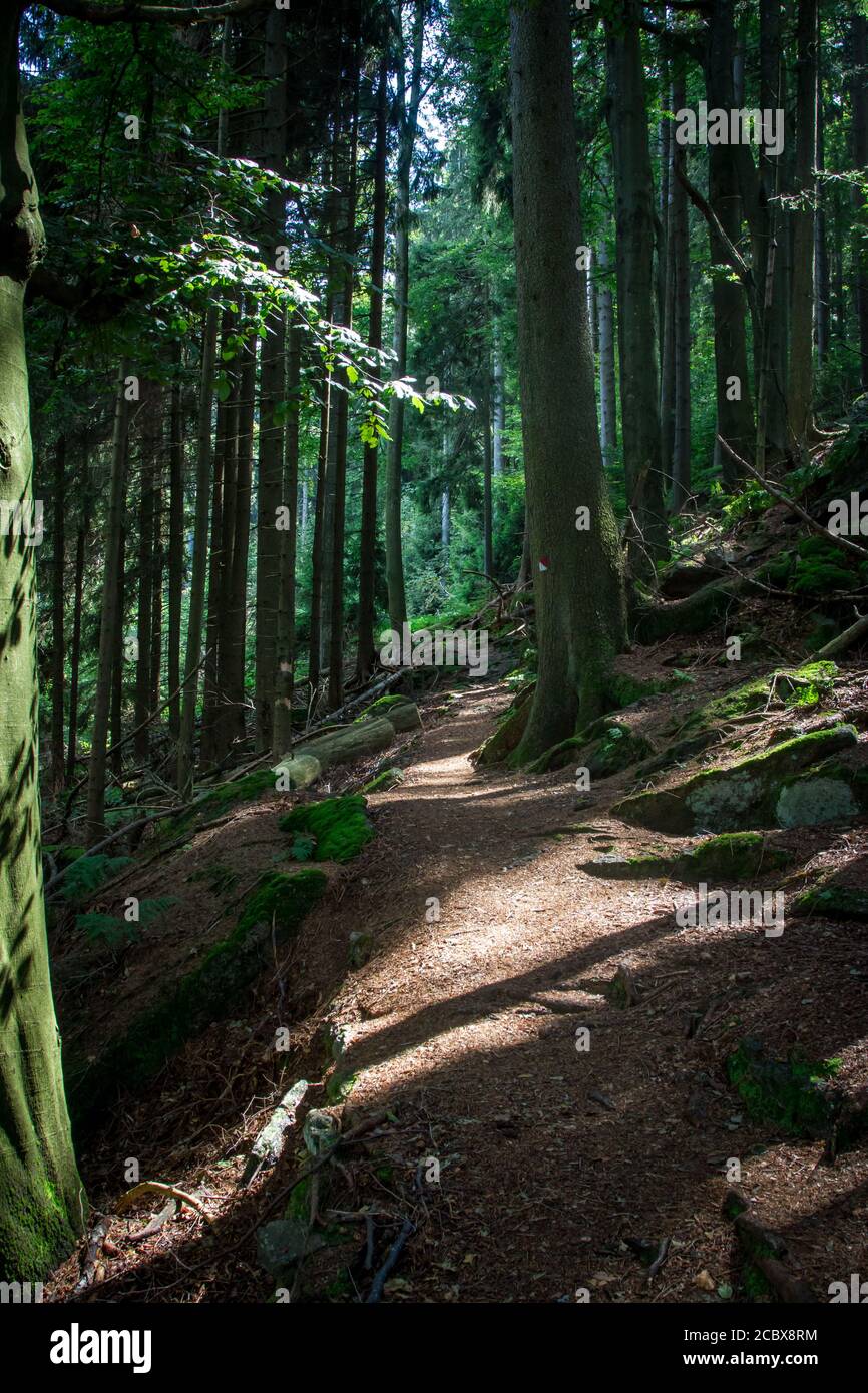 Forêt en Bohême du Sud, randonnée près de Hojna Voda à la montagne Vysoka, République Tchèque Banque D'Images