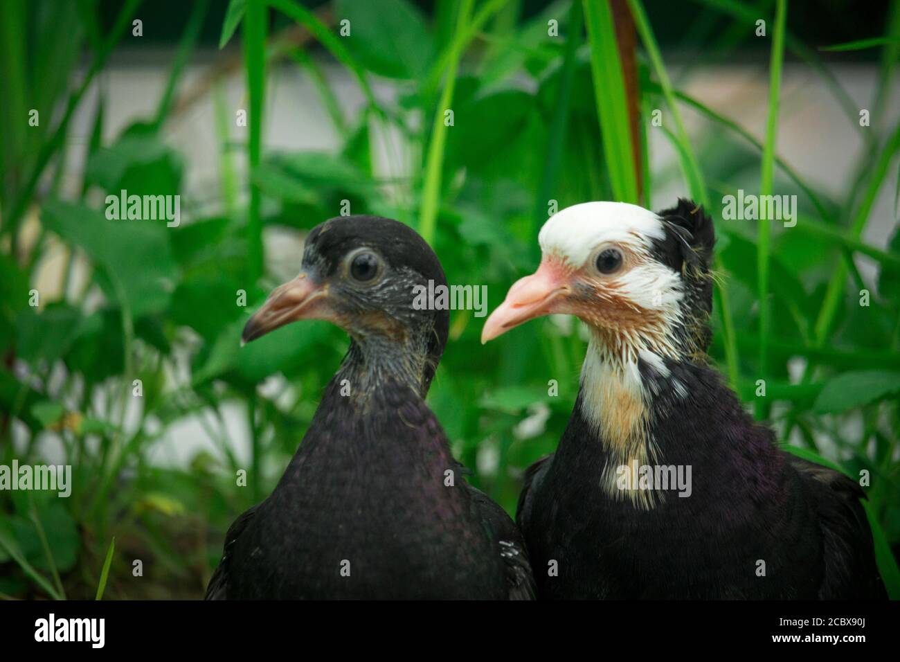Libre D Un Bebe Pigeon Photo Stock Alamy
